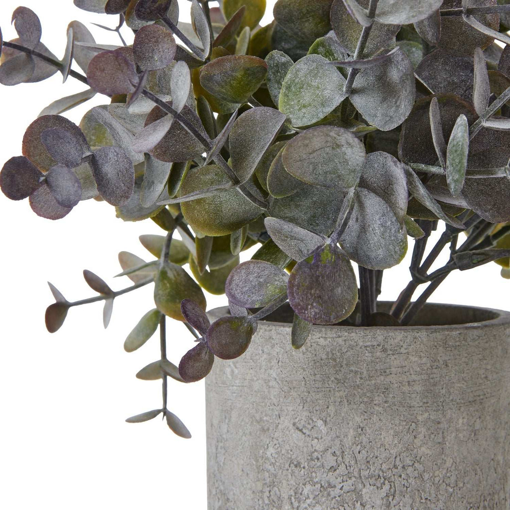 Small Eucalyptus Cinerea Plant In Grey Pot Shades 4 Seasons