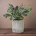 Small Giana Eucalyptus Plant In Grey Pot GREEN PLASTIC Shades 4 Seasons