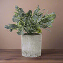 Small Giana Eucalyptus Plant In Grey Pot GREEN PLASTIC Shades 4 Seasons