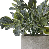 Small Giana Eucalyptus Plant In Grey Pot Shades 4 Seasons