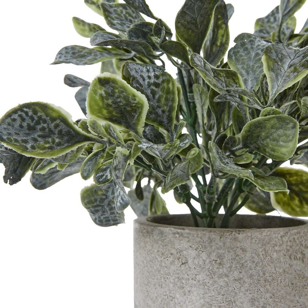 Small Giana Eucalyptus Plant In Grey Pot Shades 4 Seasons