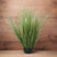 Shades 4 Seasons Onion Grass Plant for Home Decor GREEN PLASTIC Shades 4 Seasons