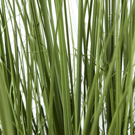 Shades 4 Seasons Onion Grass Plant for Home Decor Shades 4 Seasons