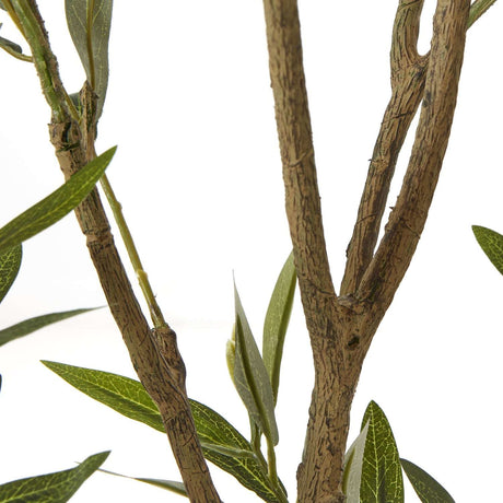 Apulia Olive Tree In White Pot 210Cm Shades 4 Seasons