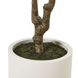 Apulia Olive Tree In White Pot 210Cm Shades 4 Seasons
