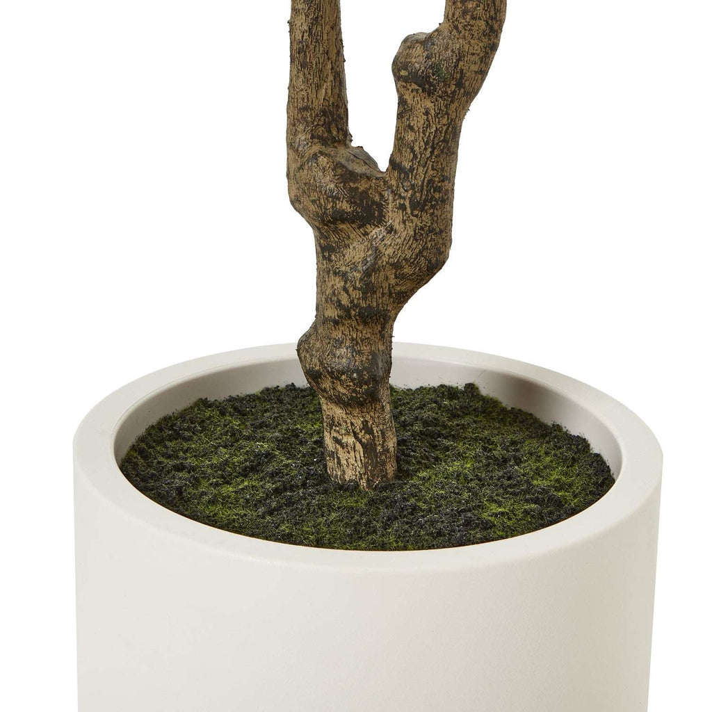 Apulia Olive Tree In White Pot 210Cm Shades 4 Seasons
