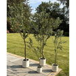 Apulia Olive Tree In White Pot 210Cm Shades 4 Seasons