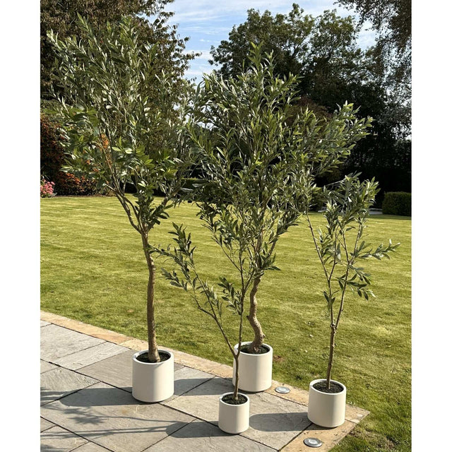 Apulia Olive Tree In White Pot 210Cm Shades 4 Seasons