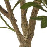 Apulia Olive Tree In White Pot 240Cm Shades 4 Seasons