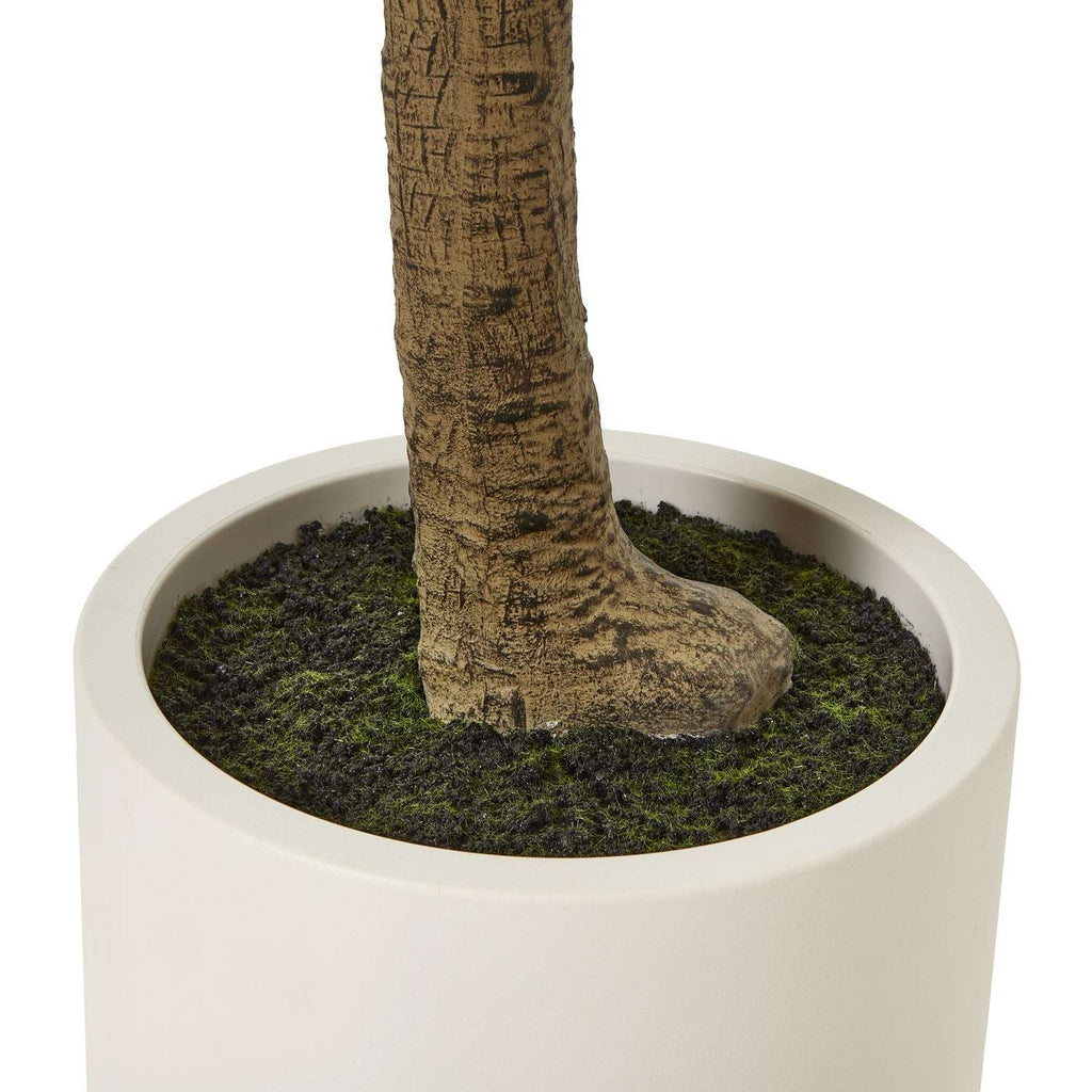 Apulia Olive Tree In White Pot 240Cm Shades 4 Seasons