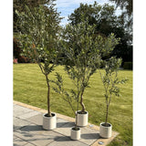 Apulia Olive Tree In White Pot 240Cm Shades 4 Seasons