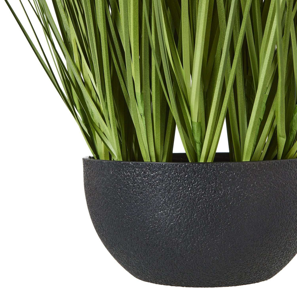 Shades 4 Seasons Allium Plant - Stylish Potted Floral Decor Shades 4 Seasons