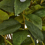 Shades 4 Seasons Hydrangea Plant for Stylish Decor Shades 4 Seasons