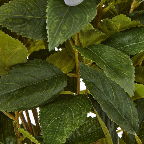 Shades 4 Seasons Hydrangea Plant for Stylish Decor Shades 4 Seasons