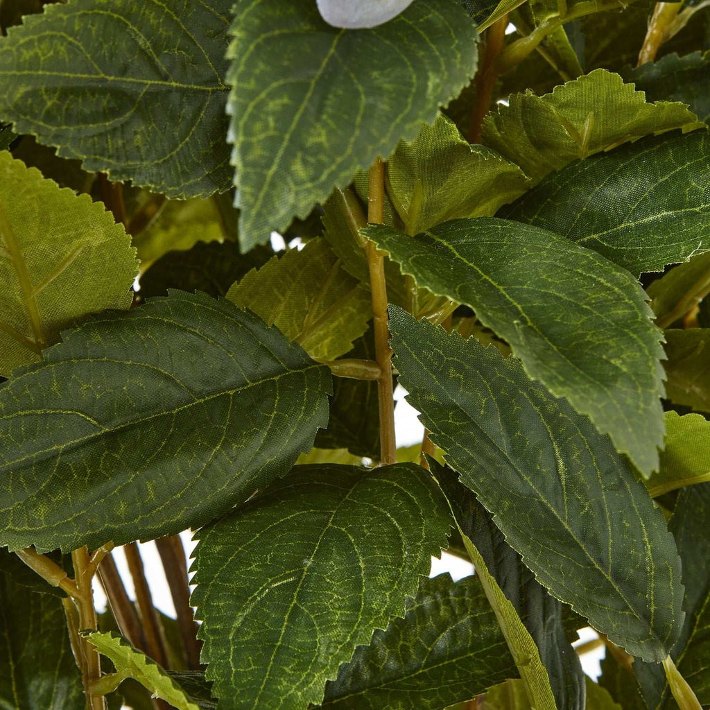 Shades 4 Seasons Hydrangea Plant for Stylish Decor Shades 4 Seasons