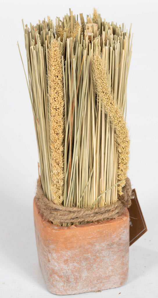 Corn Dried Grass Bouquet in Terracotta Pot Geko Products