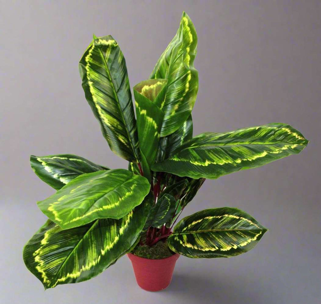 Artificial Medium 50cm Calathea Veitchiane Plant Geko Products