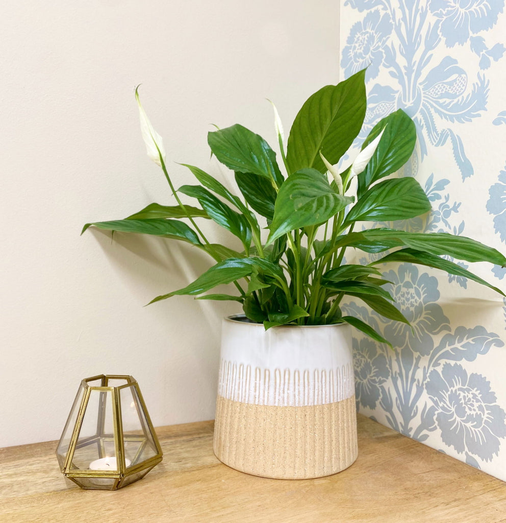 Two-tone Textured Ceramic Planter Geko Products