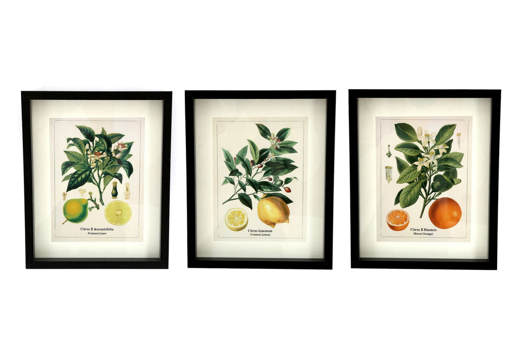 Set of Three Citrus Picture Frames Geko Products