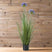 Agapanthus Plant - Stylish Potted Greenery by Shades 4 Seasons BLUE PLASTIC Shades 4 Seasons