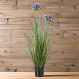 Agapanthus Plant - Stylish Potted Greenery by Shades 4 Seasons BLUE PLASTIC Shades 4 Seasons