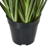 Large Purple Agapanthus Plant In Pot Shades 4 Seasons