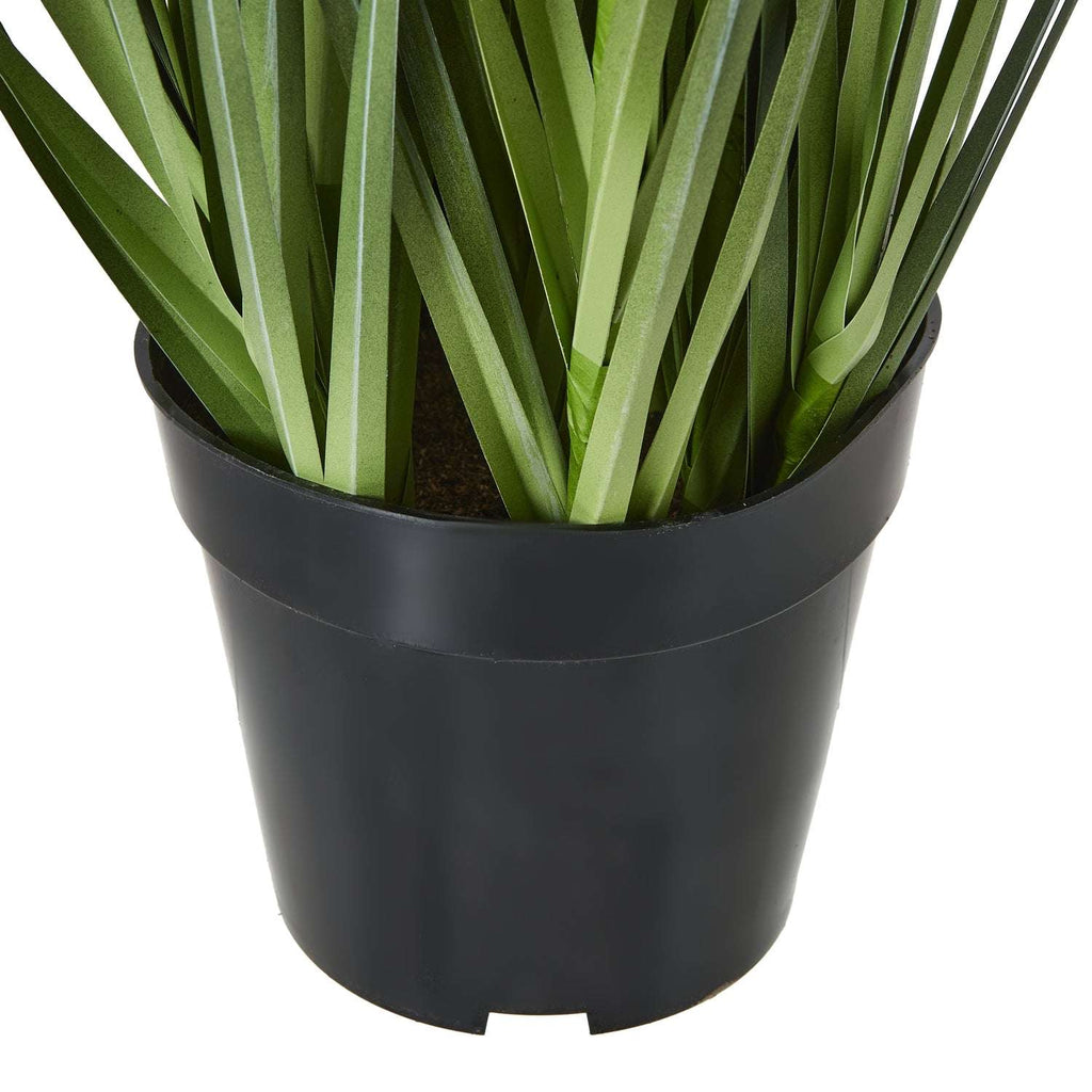 Large Purple Agapanthus Plant In Pot Shades 4 Seasons