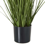 Shades 4 Seasons Agapanthus Plant in Potted Greenery Shades 4 Seasons