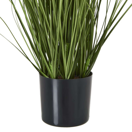 Shades 4 Seasons Agapanthus Plant in Potted Greenery Shades 4 Seasons