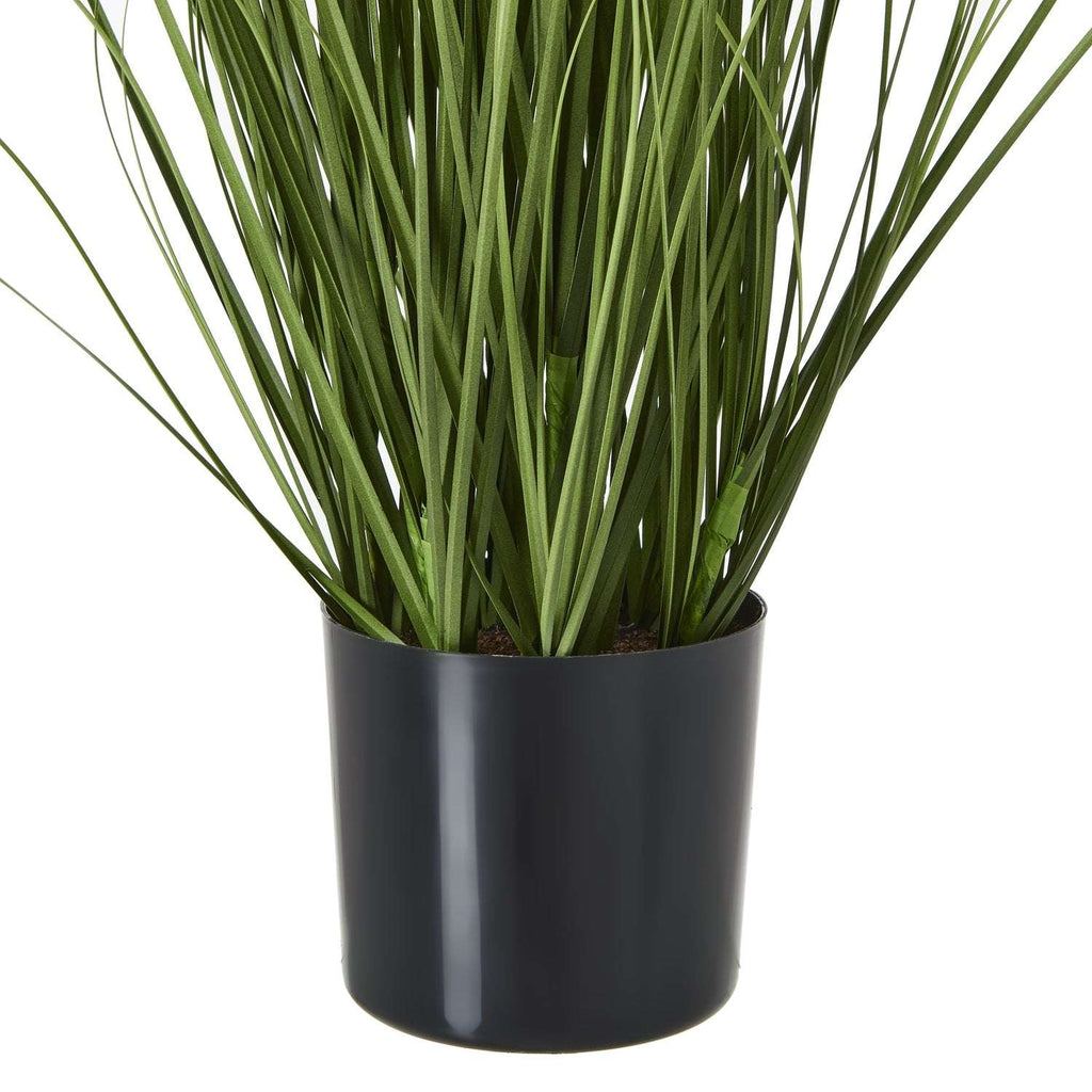 Shades 4 Seasons Agapanthus Plant in Potted Greenery Shades 4 Seasons