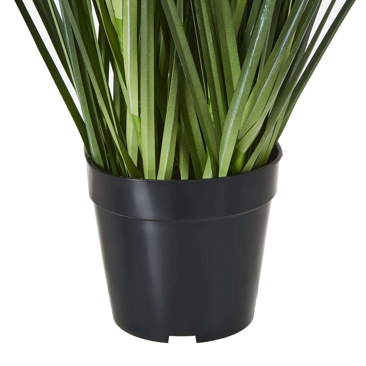 Shades 4 Seasons Agapanthus Plant in Potted Decor Shades 4 Seasons