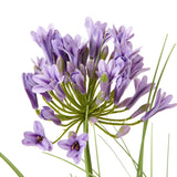 Shades 4 Seasons Agapanthus Plant in Potted Greenery Shades 4 Seasons