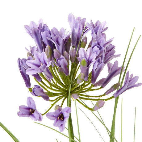Shades 4 Seasons Agapanthus Plant in Potted Greenery Shades 4 Seasons