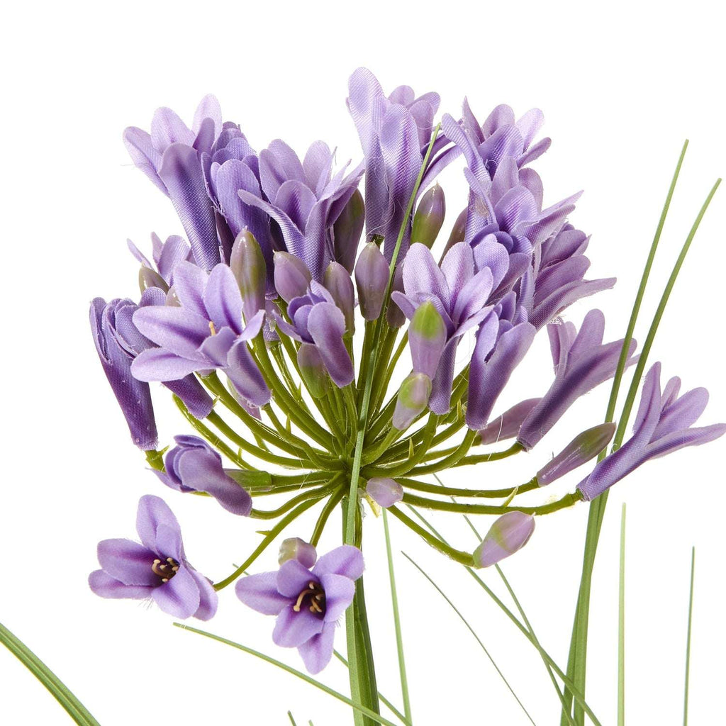 Shades 4 Seasons Agapanthus Plant in Potted Greenery Shades 4 Seasons