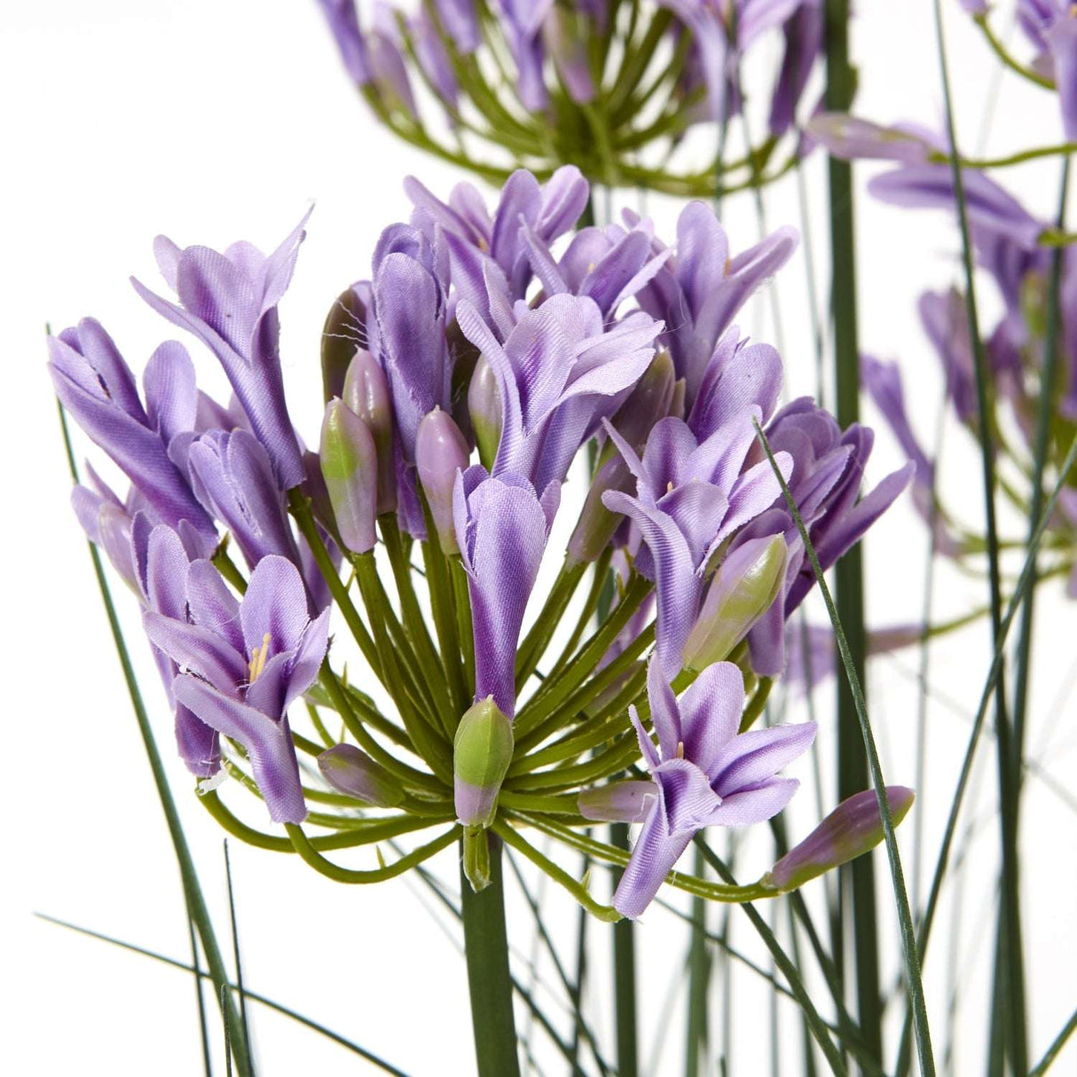 Large Purple Agapanthus Plant In Pot Shades 4 Seasons