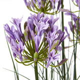 Large Purple Agapanthus Plant In Pot Shades 4 Seasons