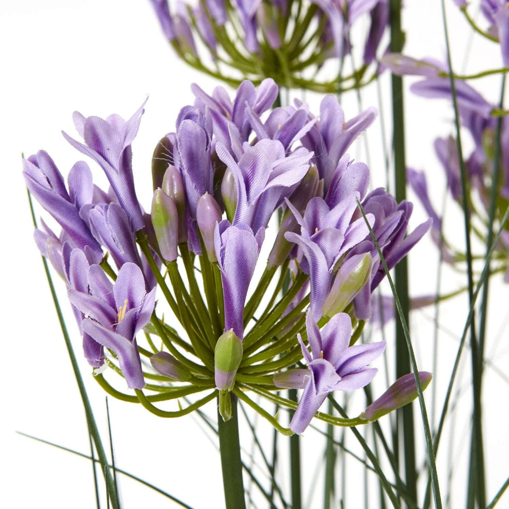 Large Purple Agapanthus Plant In Pot Shades 4 Seasons