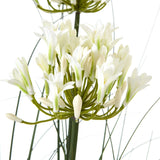 Large White Agapanthus Plant In Pot Shades 4 Seasons