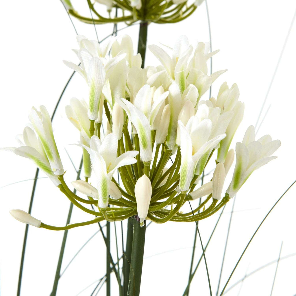Large White Agapanthus Plant In Pot Shades 4 Seasons