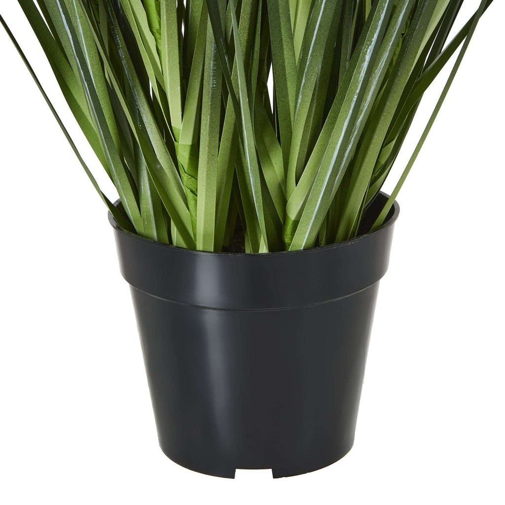 Large White Agapanthus Plant In Pot Shades 4 Seasons