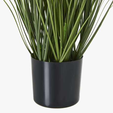 Agapanthus Plant - Stylish Potted Greenery by Shades 4 Seasons Shades 4 Seasons
