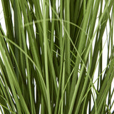 Shades 4 Seasons Agapanthus Plant in Potted Greenery Shades 4 Seasons