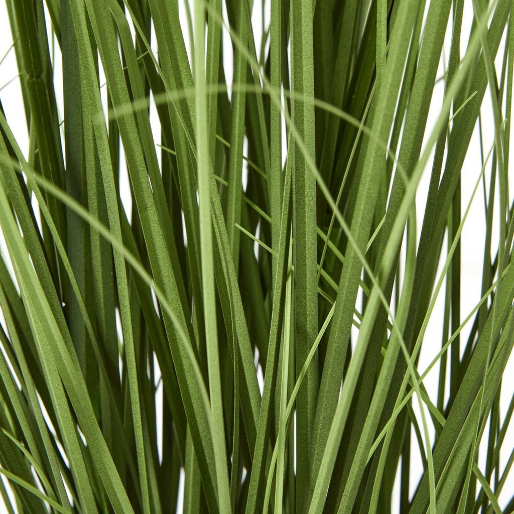 Shades 4 Seasons Agapanthus Plant in Potted Greenery Shades 4 Seasons
