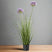 Shades 4 Seasons Agapanthus Plant in Potted Greenery GREEN PLASTIC Shades 4 Seasons
