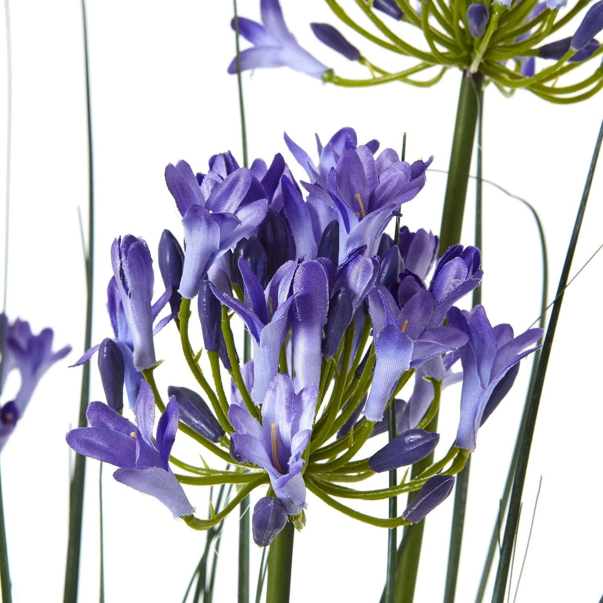 Shades 4 Seasons Agapanthus Plant in Potted Decor Shades 4 Seasons