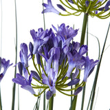 Shades 4 Seasons Agapanthus Plant in Potted Decor Shades 4 Seasons