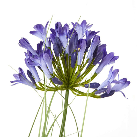 Agapanthus Plant - Stylish Potted Greenery by Shades 4 Seasons Shades 4 Seasons