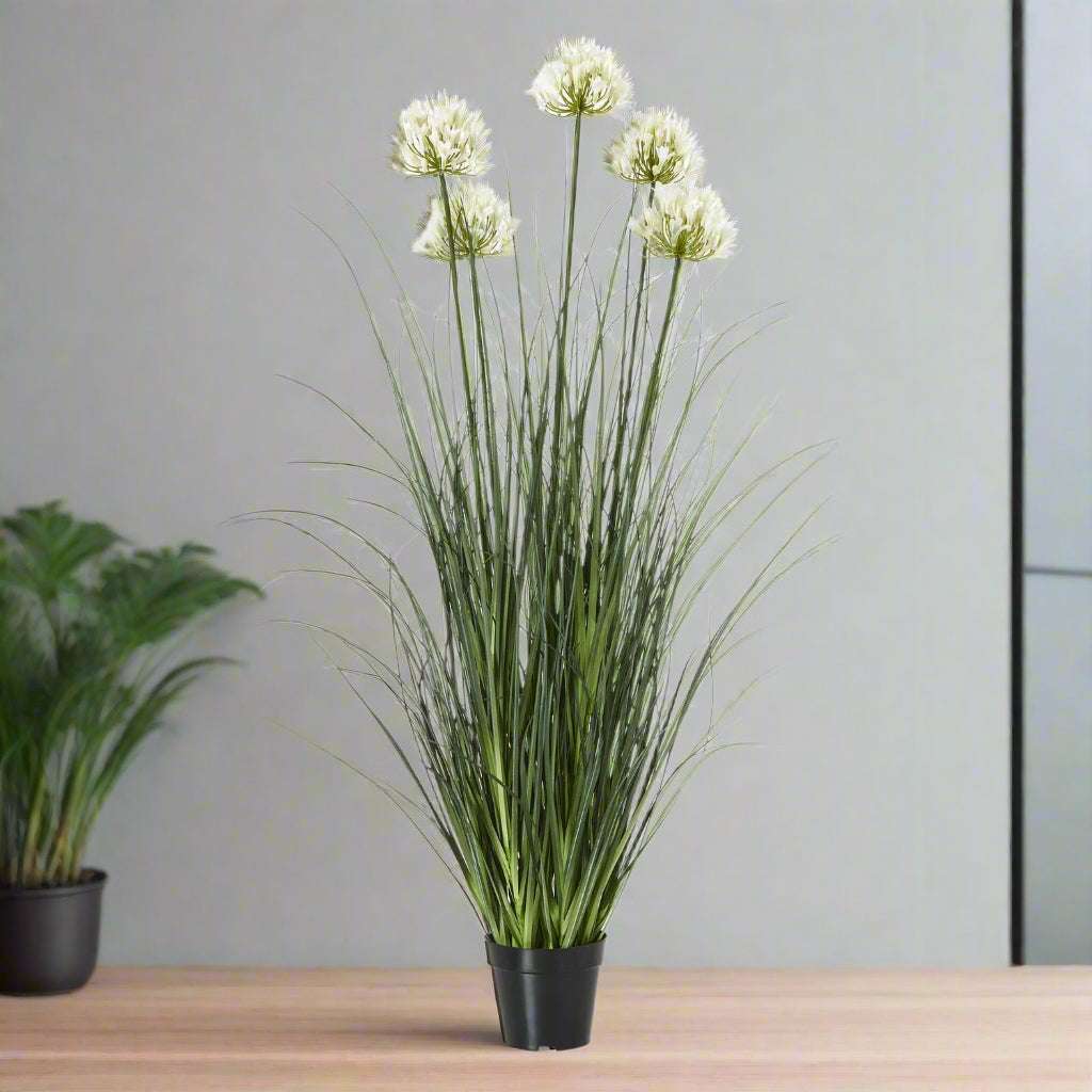 Large White Agapanthus Plant In Pot WHITE PLASTIC Shades 4 Seasons