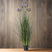 Large Purple Agapanthus Plant In Pot GREEN PLASTIC Shades 4 Seasons