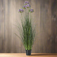 Large Purple Agapanthus Plant In Pot GREEN PLASTIC Shades 4 Seasons